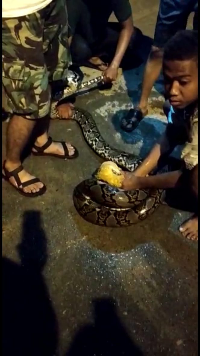 
					Warga Sedang Mengamankan Seekor Ular Piton Yang telah Memangsa Ternak Warga