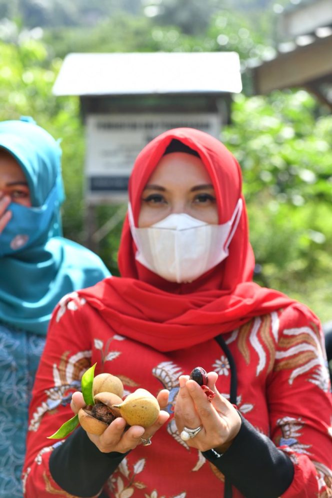 
					Sofha Anjurkan Kader PKK Anambas Fokus Usaha Pembibitan Pala