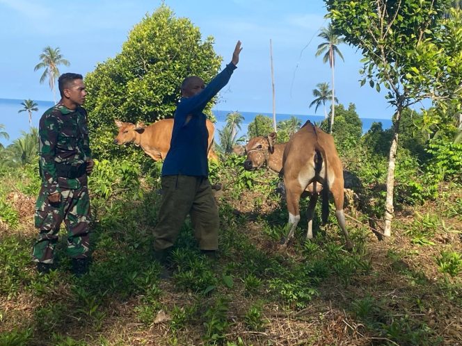
					Babinsa Serda Iwan Komsos Dengan Warga Binaan Yang Sedang Memindahkan Ternak Sapi