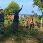 Babinsa Serda Iwan Komsos Dengan Warga Binaan Yang Sedang Memindahkan Ternak Sapi
