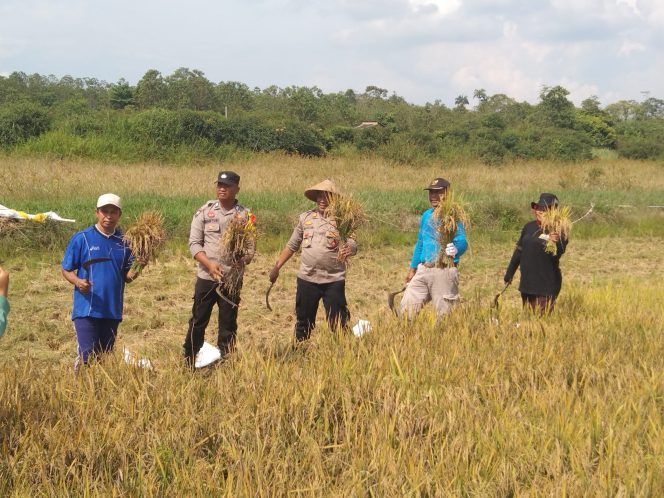 
					AKP Mayson Safri Kapolsek Daik Lingga bekerjasama dengan dinas Pertanian kab. Lingga melaksanakan Panen Padi, Kamis (14/11/2024)-Humas Polres Lingga