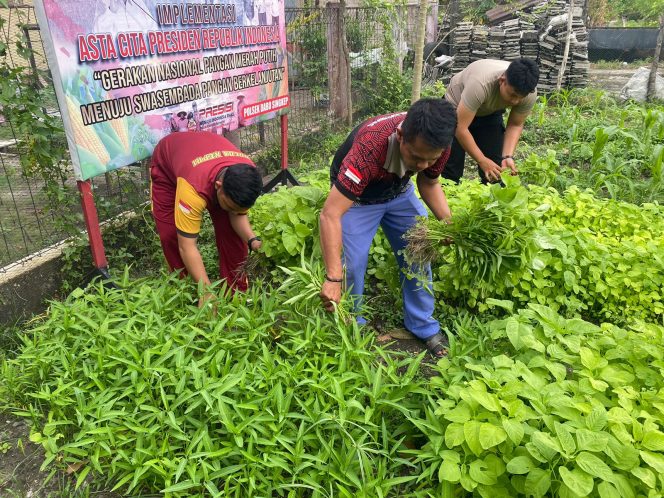 Polres Lingga saat Panen Sayur, Jumat (13/12/2024)-Humas Polres Lingga
