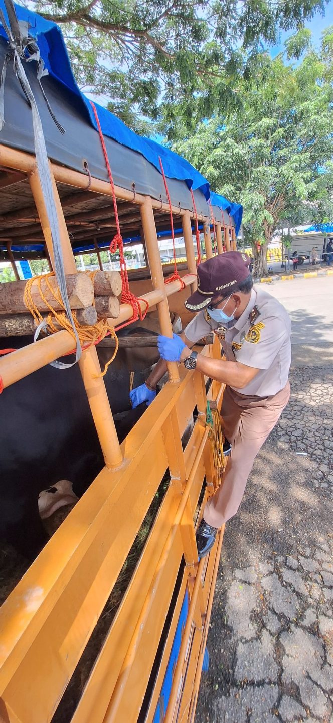 
					Petugas Balai Karantina Kepri, saat melakukan pengecekan hewan kurban  (Badan Karantina Indonesia)
