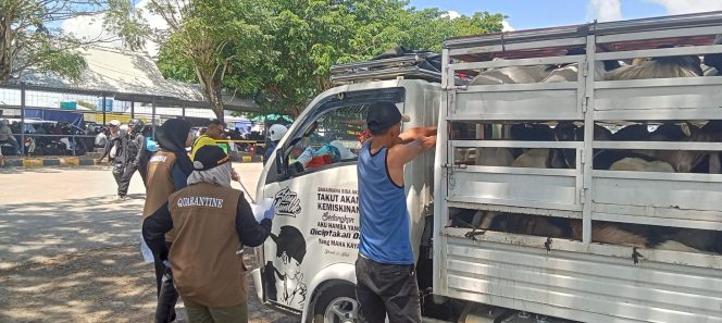 
					Badan Karantina Kepri saat pengecek hewan kurban di Pelabuhan Roro Tanjung uban (Badan Karantina Indonesia)