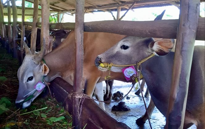 
					Keterangan Foto:  Hewan kurban Berlabel SL di kandang-kandang peternak yang tersebar di Kecamatan Tanjungpinang Timur, Tanjungpinang Kota, dan Bukit Bestari, Jumat (23/05/2025), (Diskominfo Tanjungpinang).