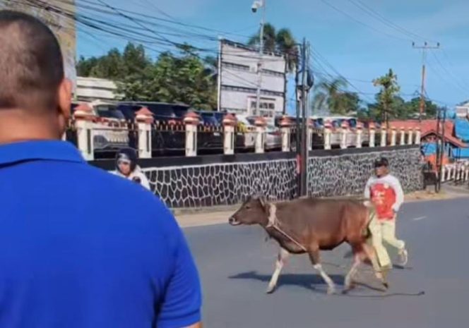 
					Sapi Kurban saat masuk ke Mako Polresta Tanjungpinang (Istimewa)