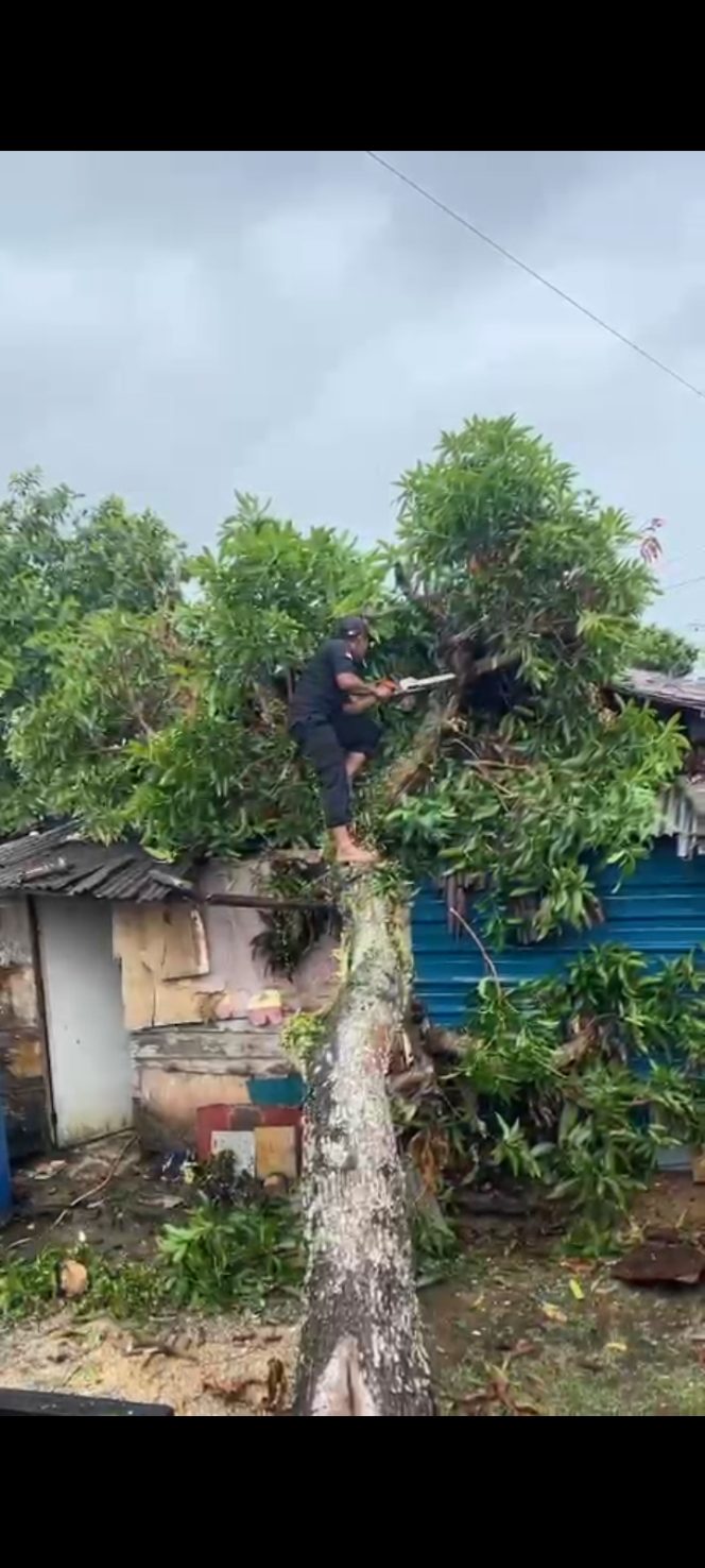 Salah satu anggota BPBD Tanjungpinang memotong pohong mangga yang timpa rumah warga di Jalan Pantai Indah Gang Buntu 4, Kota Tanjungpinang., Senin (11/8/2025).. (Istimewa)