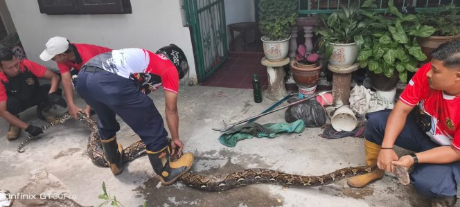 
					Petugas Damkar dan Penyelamatan Kota Tanjungpinang saat melakukan evakuasi Ular Sanca di  Jalan DR. Sutomo, Minggu (01/02) siang. F-Kepri.info