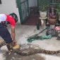 Petugas Damkar dan Penyelamatan Kota Tanjungpinang saat melakukan evakuasi Ular Sanca di Jalan DR. Sutomo, Minggu (01/02) siang. F-Kepri.info