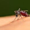 Ilustrasi Nyamuk Malaria 