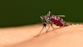 Ilustrasi Nyamuk Malaria 