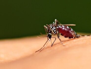 Ilustrasi Nyamuk Malaria 