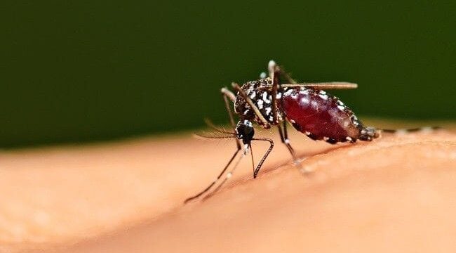Ilustrasi Nyamuk Malaria 