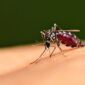 Ilustrasi Nyamuk Malaria