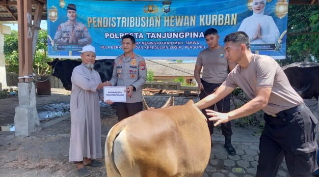 Sebanyak 21 ekor hewan kurban didistribusikan Polresta Tanjungpinang kepada Masjid, Pondok pesantren, Mahasiswa dan masyarakat kurang mampu.
