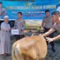 Sebanyak 21 ekor hewan kurban didistribusikan Polresta Tanjungpinang kepada Masjid, Pondok pesantren, Mahasiswa dan masyarakat kurang mampu.