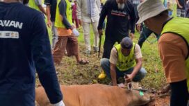 PT Angkasa Pura Indonesia/Injourney Airports Bandara Raja Haji Fisabilillah Tanjunpinang pada Sabtu (30/5/2026) menyalurkan bantuan 1 ekor sapi untuk kurban bagi sekitar masyarakat lingkungan Bandara melalui masjid Bandara