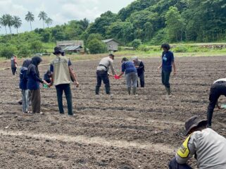 Polsek Jemaja Gandeng Mahasiswa KKN UGM Tanam Jagung Dukung Ketahanan Pangan

