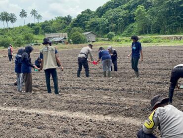 Polsek Jemaja Gandeng Mahasiswa KKN UGM Tanam Jagung Dukung Ketahanan Pangan
