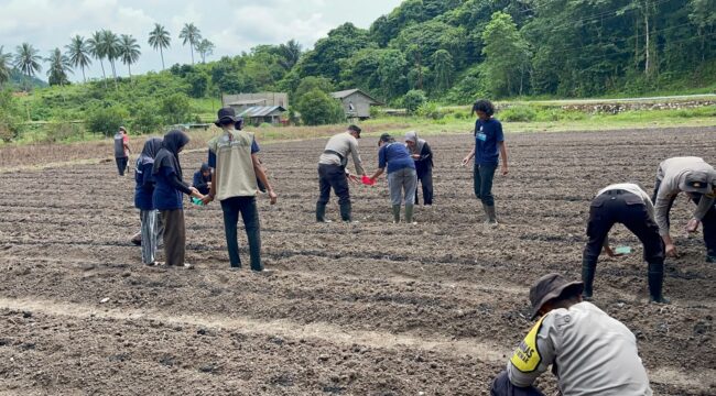 Polsek Jemaja Gandeng Mahasiswa KKN UGM Tanam Jagung Dukung Ketahanan Pangan

